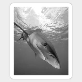 Inquisitive White Tip Shark Sticker